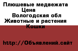 Плюшевые медвежата  › Цена ­ 5 000 - Вологодская обл. Животные и растения » Кошки   